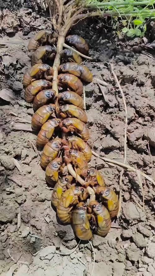 金蝉养殖技术真能赚钱吗？-图2