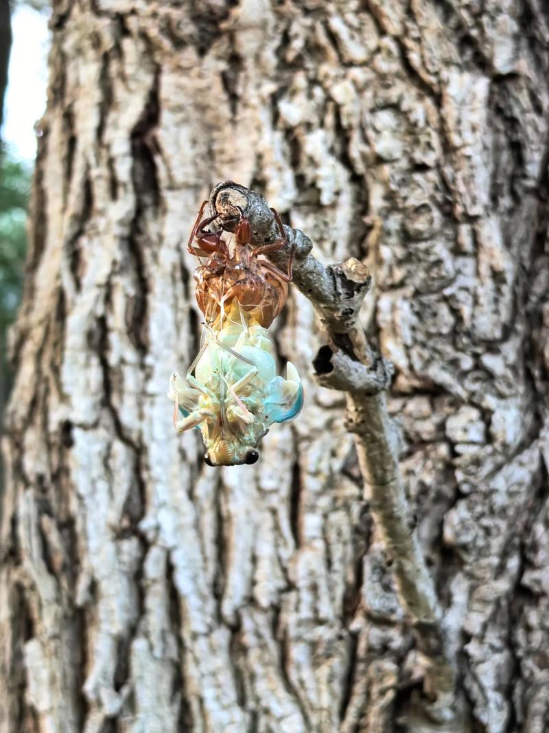 金蝉养殖技术真能赚钱吗？-图3