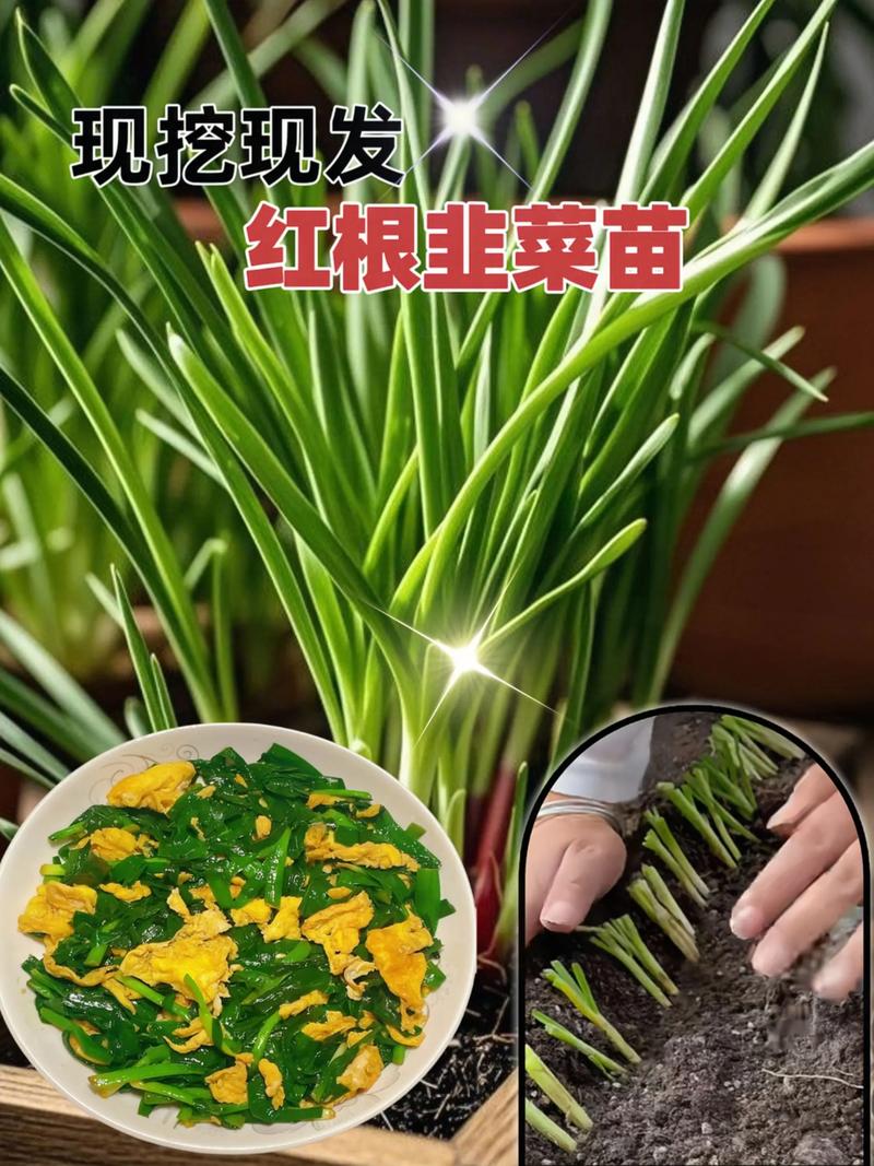 红韭菜种植技术视频,新手能学会吗?-图3 红韭菜种植技术视频,新手能学会吗?-图3