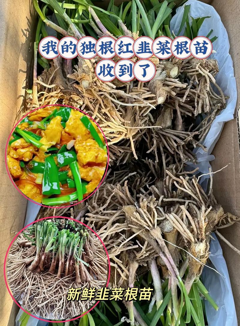红韭菜种植技术视频,新手能学会吗?-图2 红韭菜种植技术视频,新手能学会吗?-图2