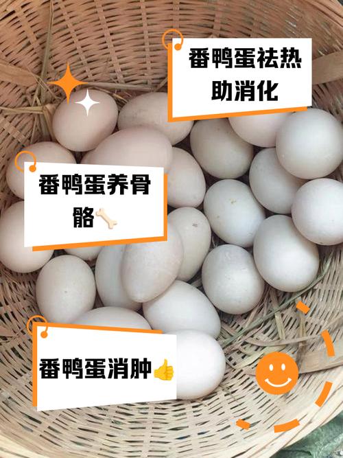 买小蛋鸭养，怎么挑品种？-图3