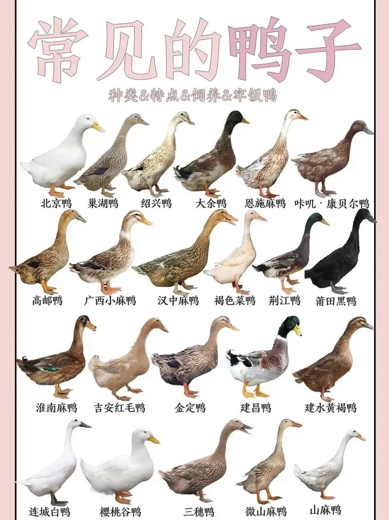 买小蛋鸭养，怎么挑品种？-图2