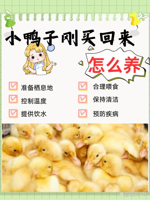 买小蛋鸭养,怎么挑品种?-图1 买小蛋鸭养,怎么挑品种?-图1