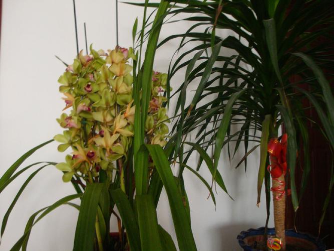 尖长叶君子兰是哪个品种？-图1