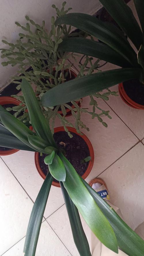 尖长叶君子兰是哪个品种？-图3