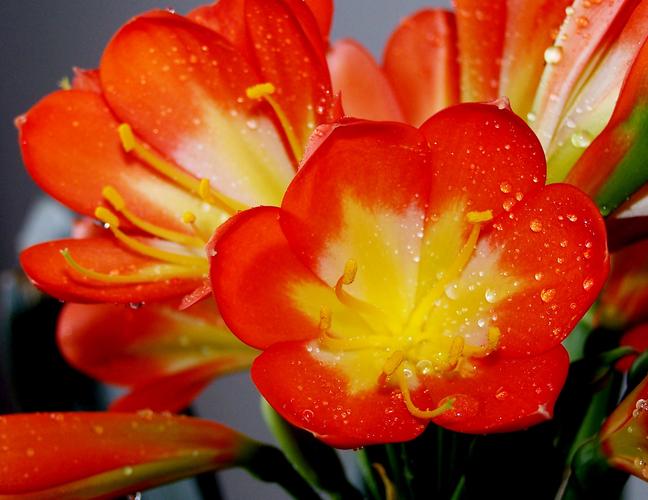 尖长叶君子兰是哪个品种？-图2