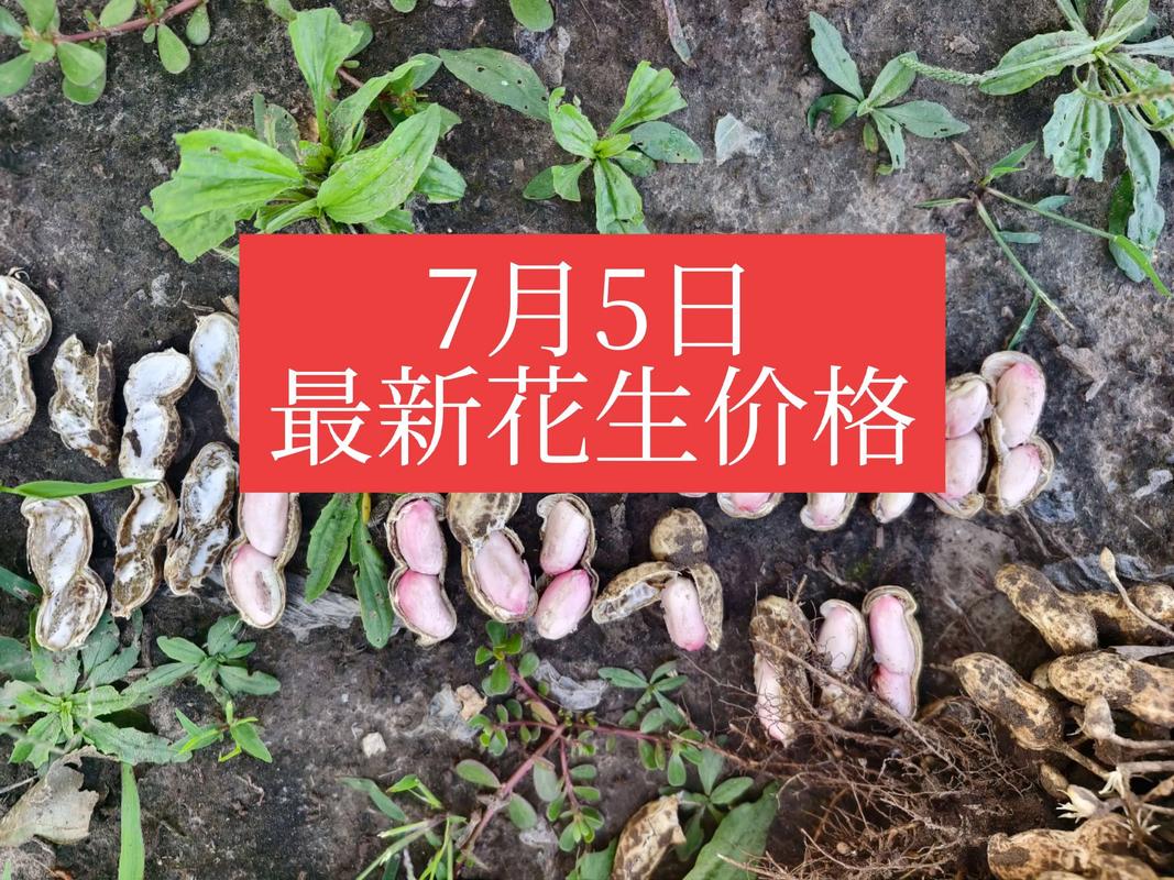2025上半年花生米价格会涨还是跌?-图2 2025上半年花生米价格会涨还是跌?-图2