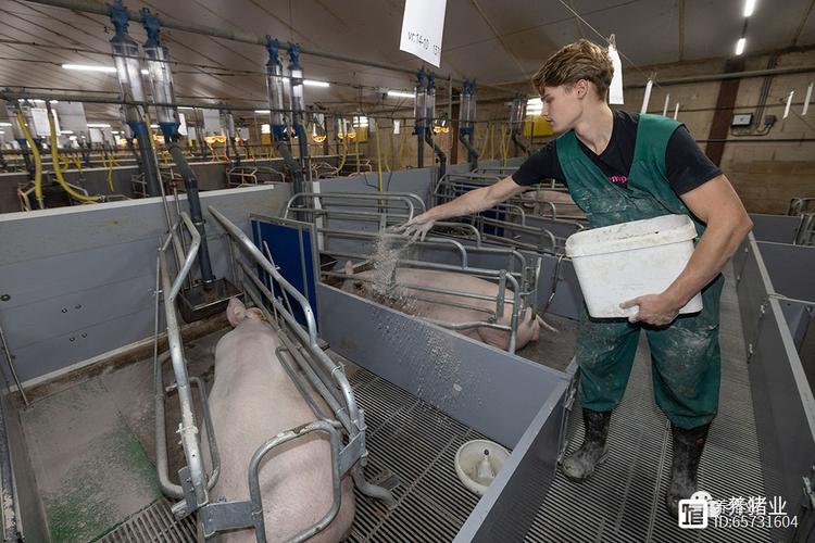 国外养猪发达，技术支撑核心是什么？-图2