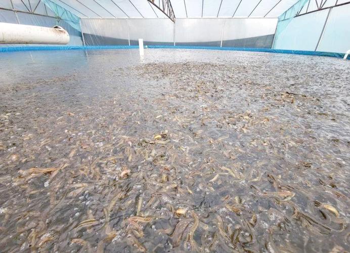 台湾泥鳅冬季如何安全越冬？-图1