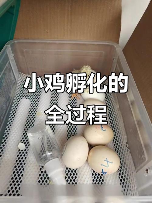 小鸡孵化技术视频教学，关键步骤有哪些？-图2