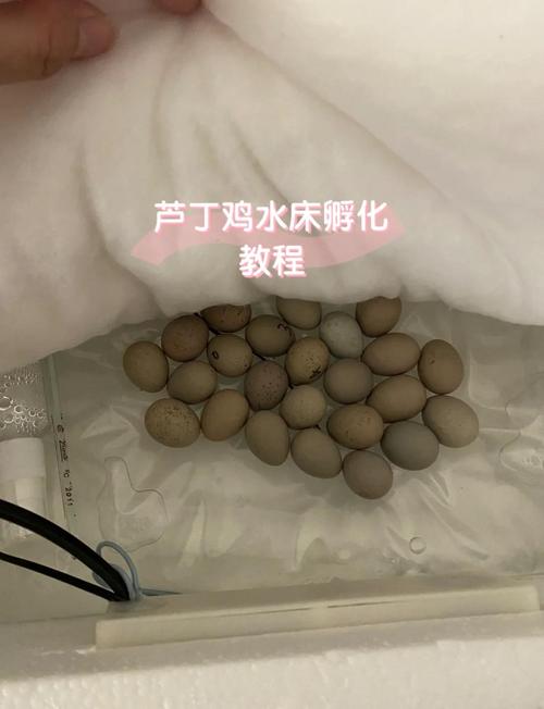 小鸡孵化技术视频教学，关键步骤有哪些？-图1