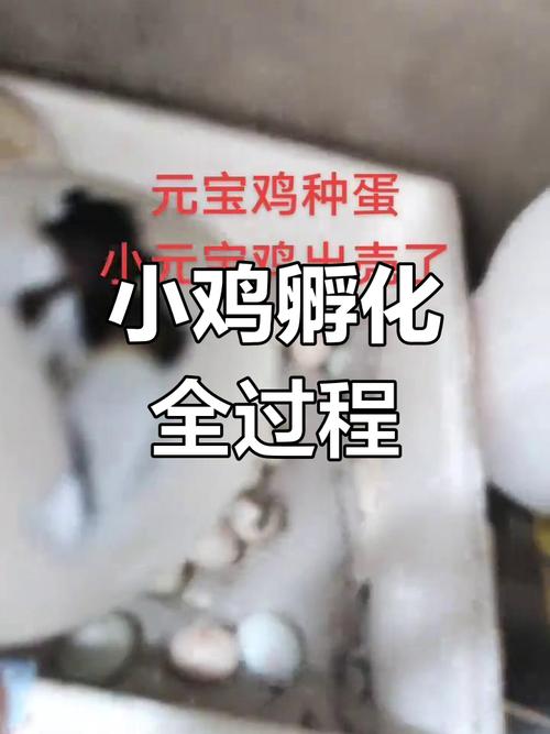 小鸡孵化技术视频教学，关键步骤有哪些？-图3