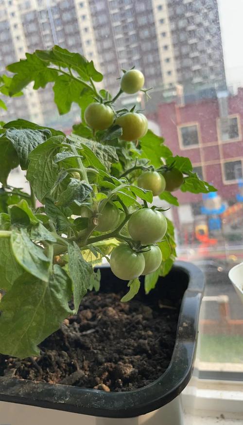 西红柿盆栽技术视频，新手跟种能活吗？-图1