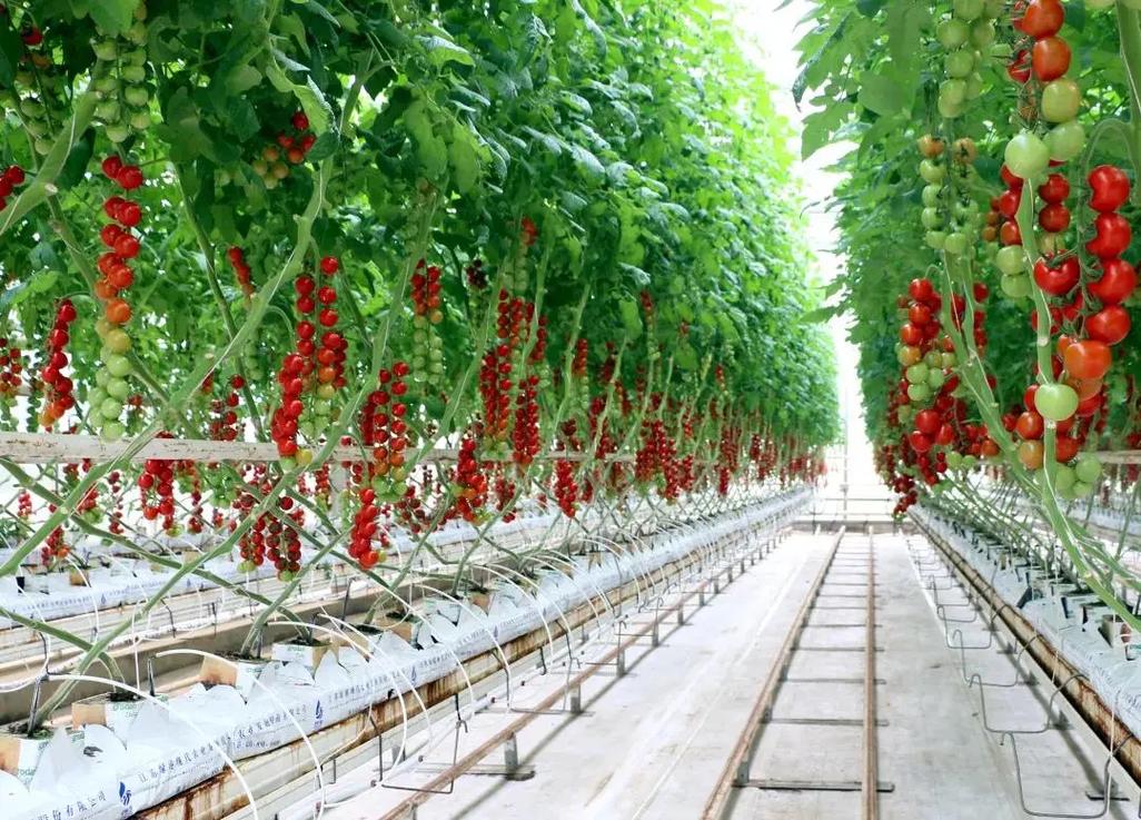 西红柿盆栽技术视频，新手跟种能活吗？-图3