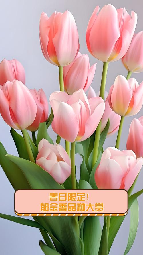 郁金香哪个品种颜值最高?-图2 郁金香哪个品种颜值最高?-图2