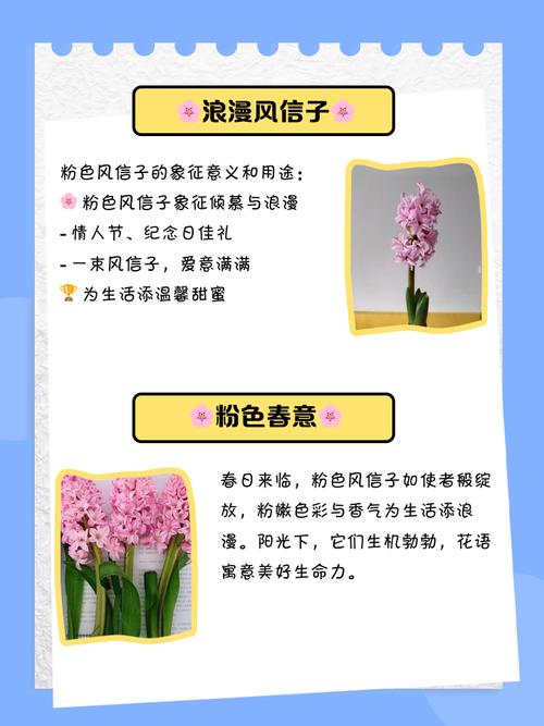 粉红色风信子是哪个品种？-图2