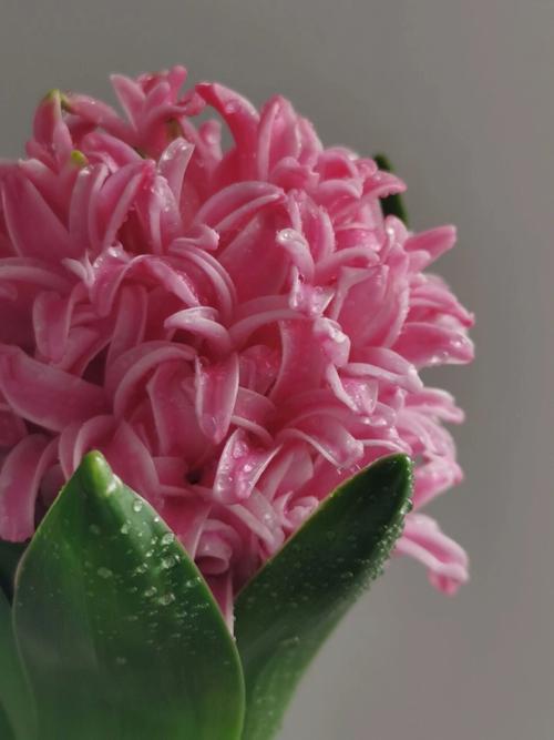 粉红色风信子是哪个品种？-图1