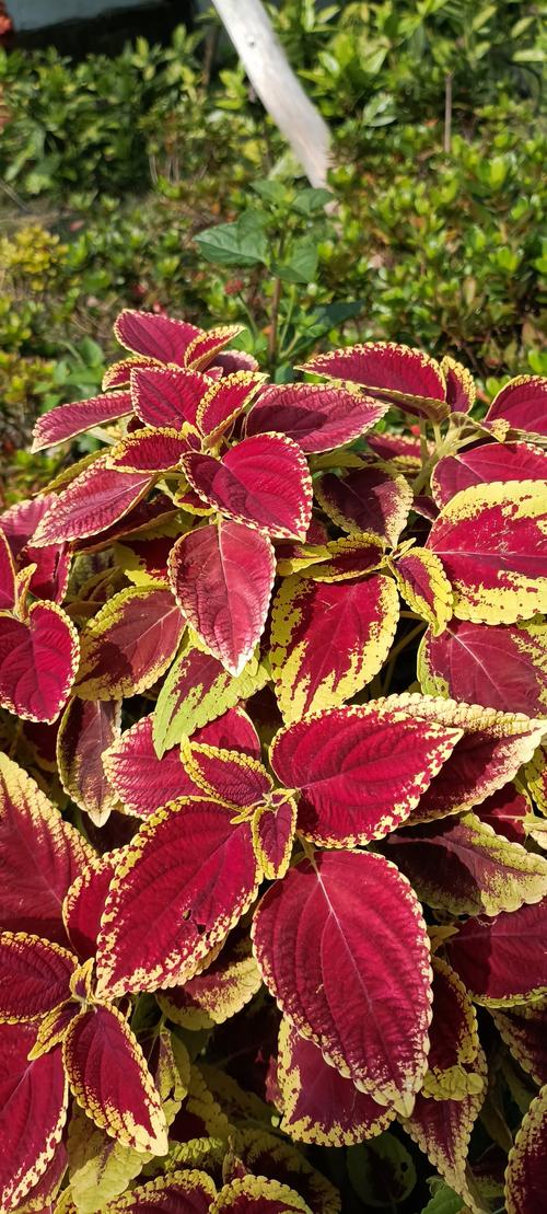 彩叶草品种有多少?常见品种有哪些?-图1 彩叶草品种有多少?常见品种有哪些?-图1