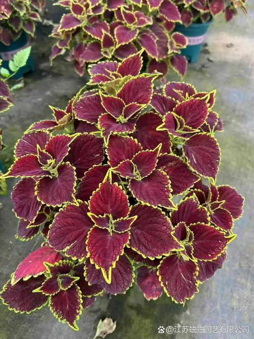 彩叶草品种有多少?常见品种有哪些?-图3 彩叶草品种有多少?常见品种有哪些?-图3