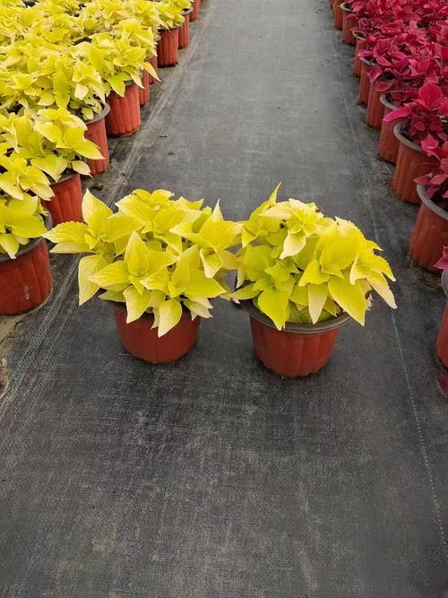 彩叶草品种有多少?常见品种有哪些?-图2 彩叶草品种有多少?常见品种有哪些?-图2