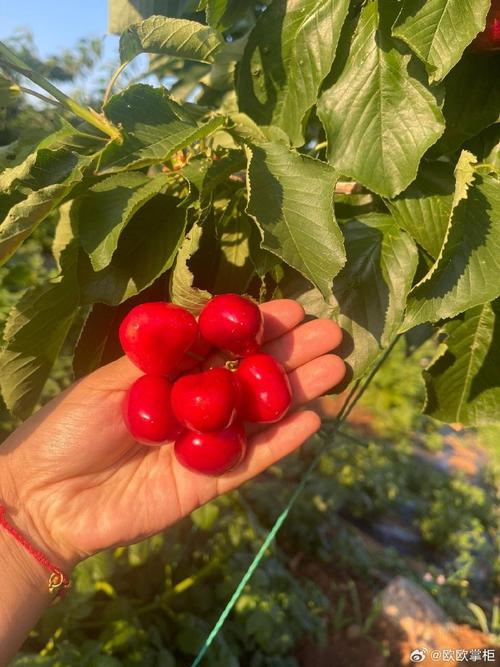 沙王樱桃苗品种前三有哪些？-图3
