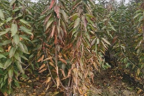 沙王樱桃苗品种前三有哪些？-图1