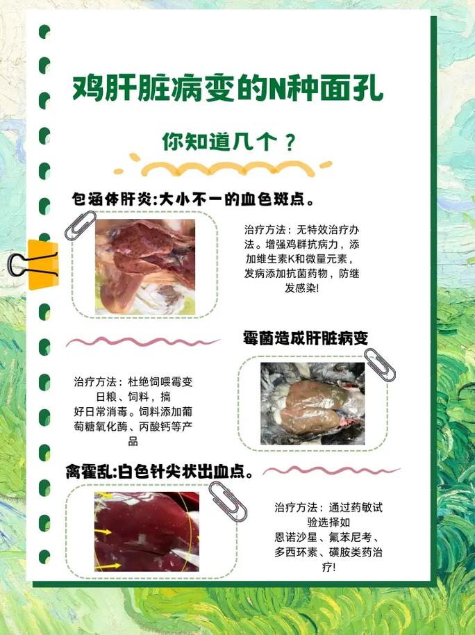 肉鸡养殖技术及疾病治疗如何高效提质？-图1