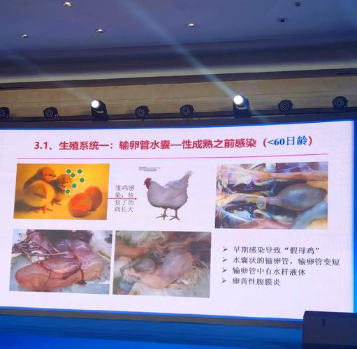 肉鸡养殖技术及疾病治疗如何高效提质？-图3