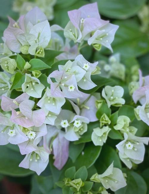 三角梅花品种多,哪种花色最艳丽?-图1 三角梅花品种多,哪种花色最艳丽?-图1