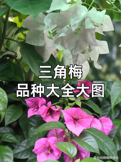 三角梅花品种多,哪种花色最艳丽?-图3 三角梅花品种多,哪种花色最艳丽?-图3