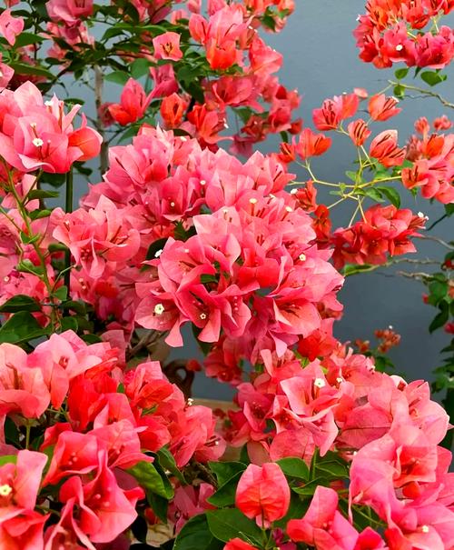 三角梅花品种多,哪种花色最艳丽?-图2 三角梅花品种多,哪种花色最艳丽?-图2