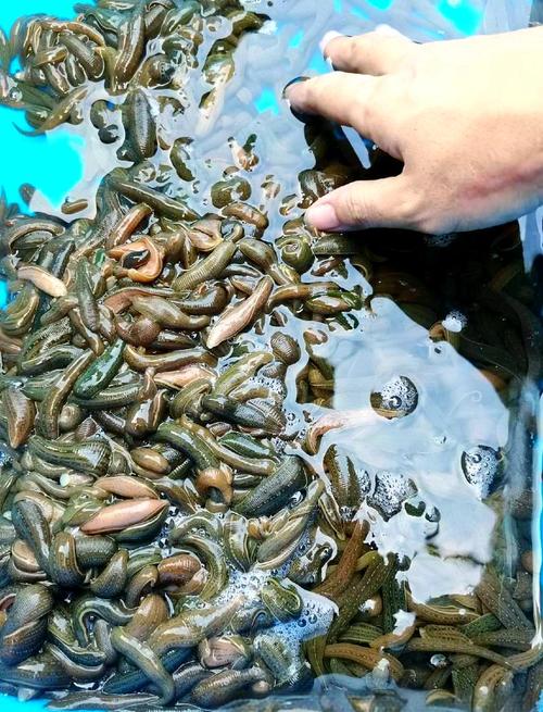 水蛭养殖技术视频如何高效播放学习？-图1