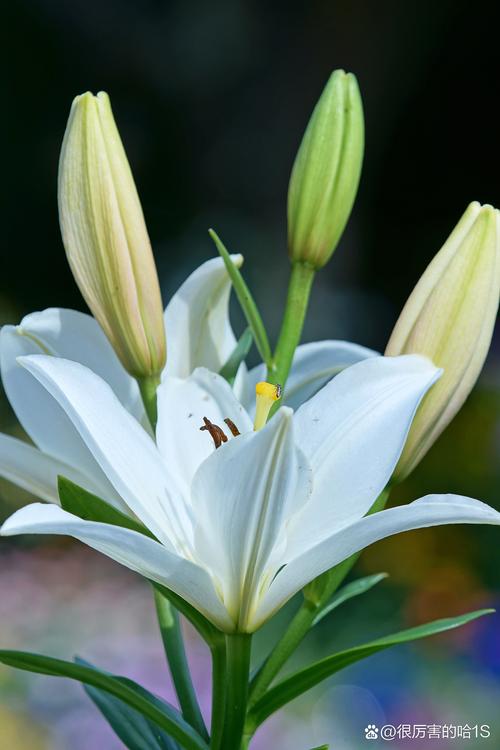 什么品种百合开白色花？-图2