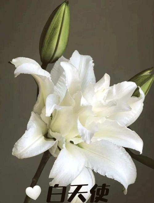 什么品种百合开白色花？-图1