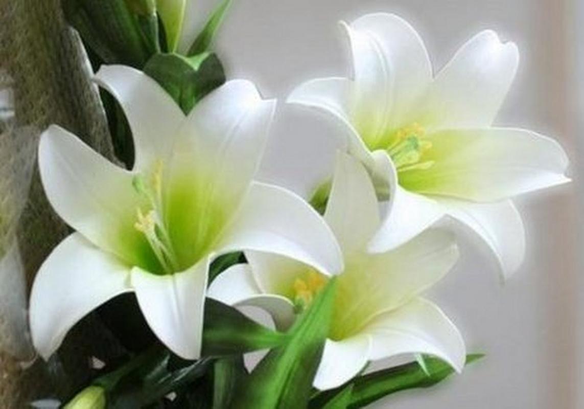 什么品种百合开白色花？-图3