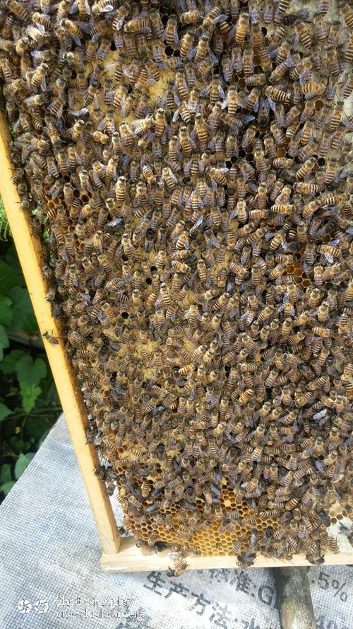 四川养殖中蜂首选什么品种？-图2