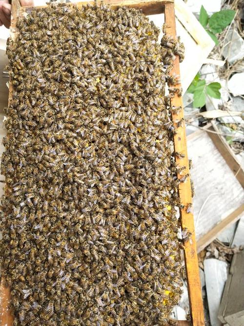 四川养殖中蜂首选什么品种？-图3