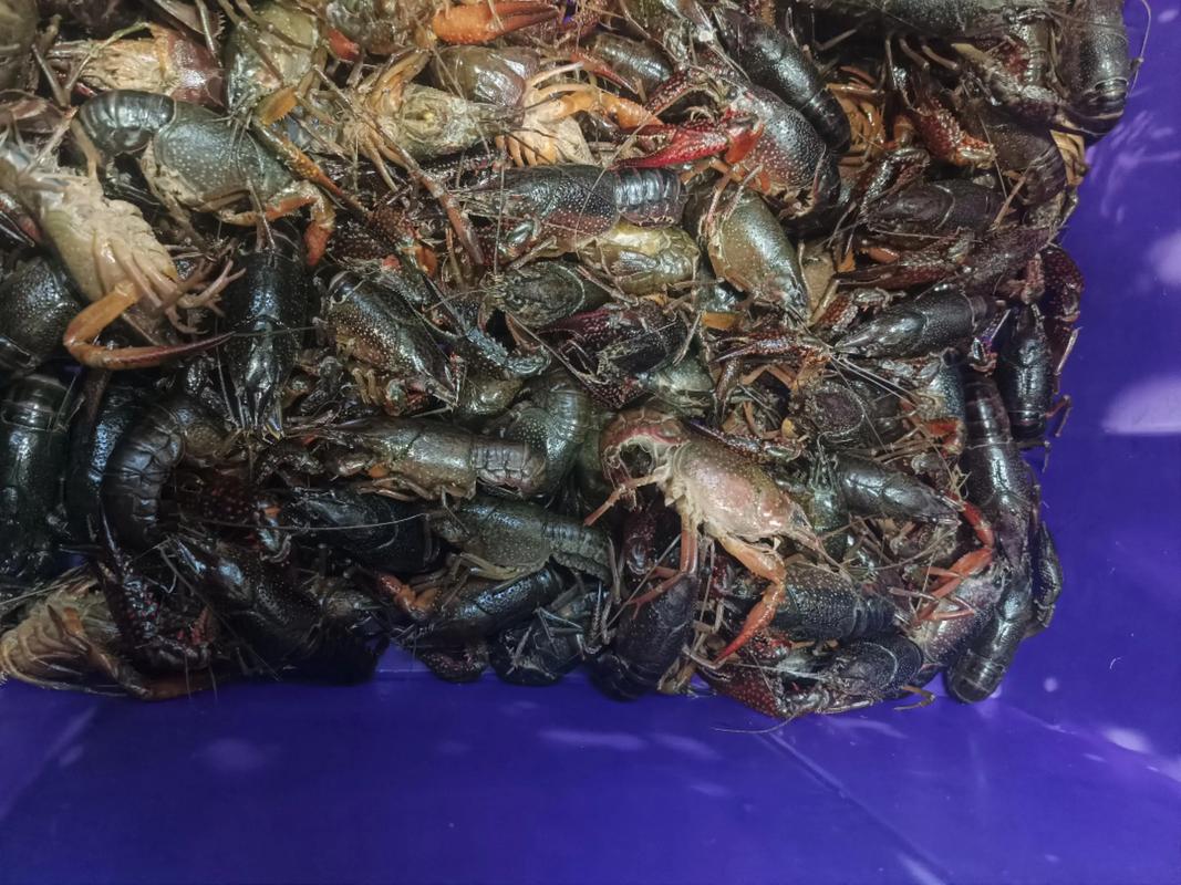 2025小龙虾养殖技术，如何实现高效低成本？-图1