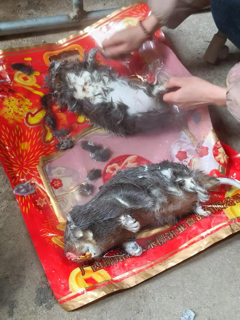 2025年竹鼠价格会涨还是跌？一只多少钱？-图2