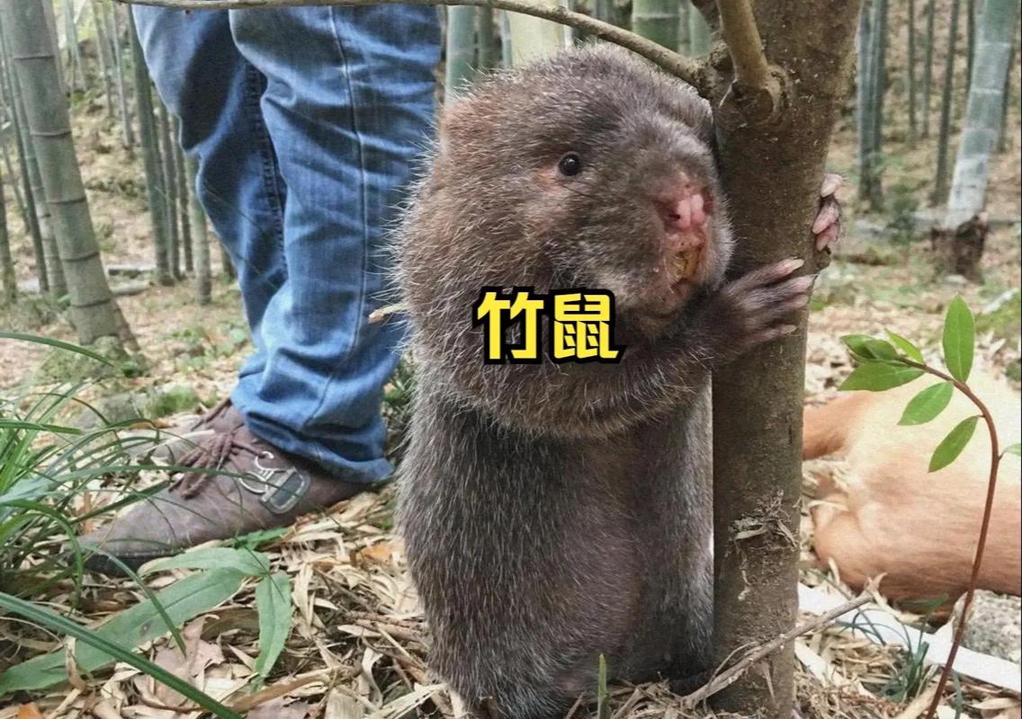 2025年竹鼠价格会涨还是跌？一只多少钱？-图3