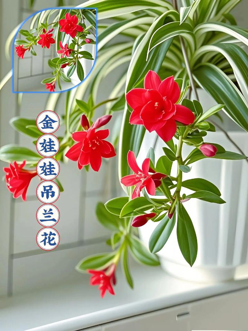 吊兰开花结果是什么品种?-图2 吊兰开花结果是什么品种?-图2