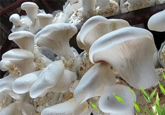 反季节白灵菇栽培新技术难点在哪？-图1