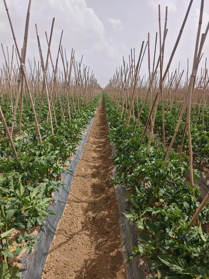 西红柿栽培技术有哪些关键要点？-图2