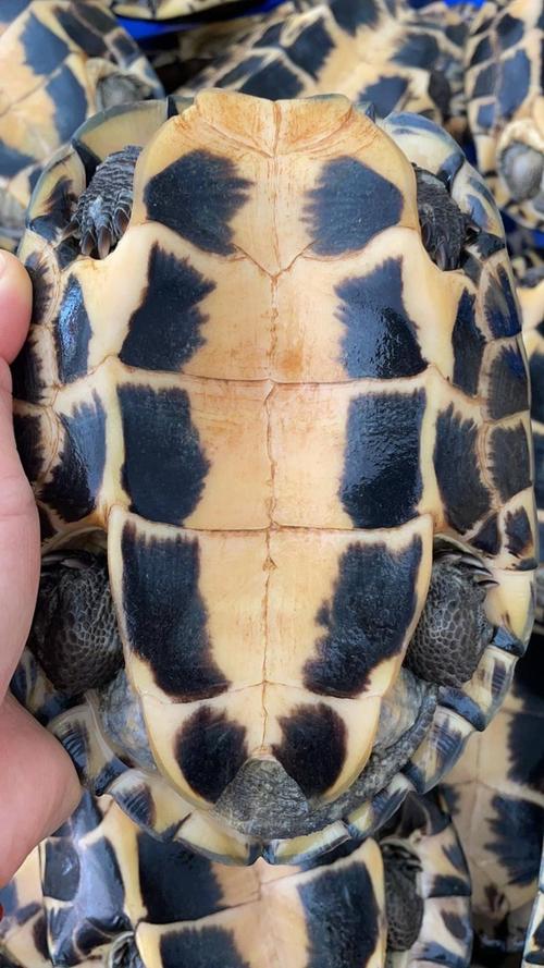 2025年沙琅石龟苗价格会是多少？-图3