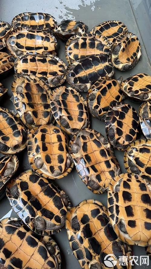 2025年沙琅石龟苗价格会是多少？-图2