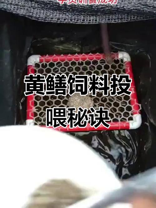 黄鳝箱式养殖新技术箱式有何优势？-图3