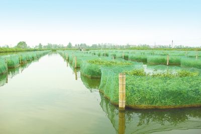 黄鳝箱式养殖新技术箱式有何优势？-图2