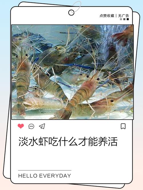 野生淡水虾养殖技术有哪些关键要点？-图1