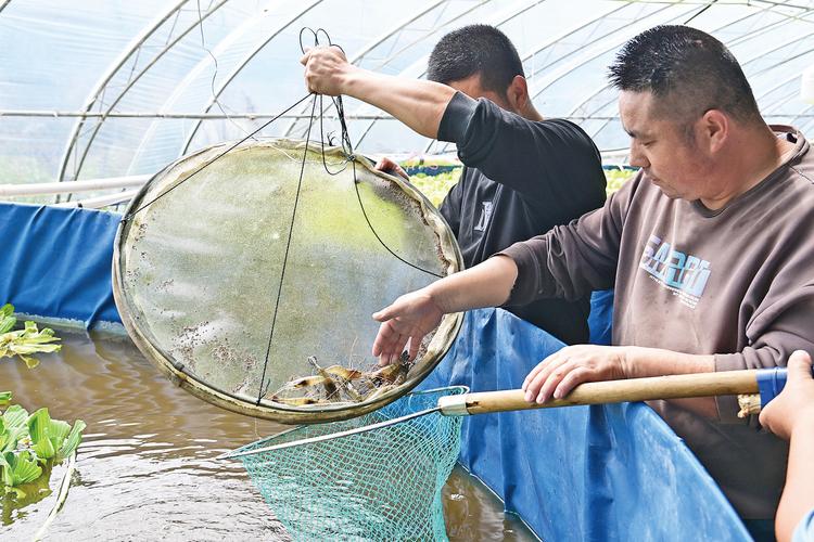 野生淡水虾养殖技术有哪些关键要点？-图2