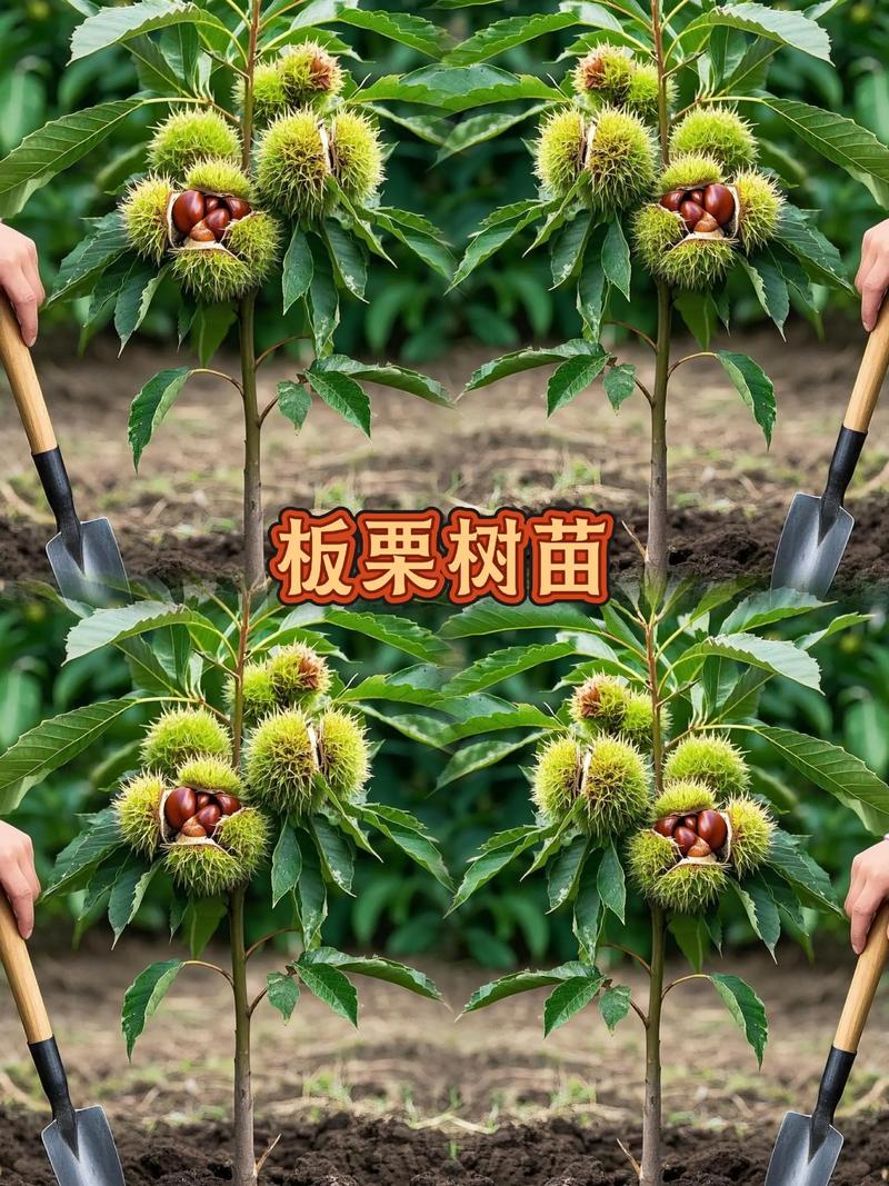 板栗种植技术视频有哪些关键要点？-图3